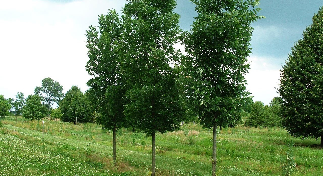 Emerald Ash Borer Examination